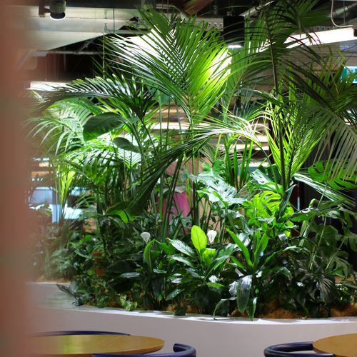 In-Built Gardens | Hire Plants