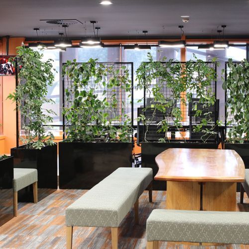 Screening solution | Hire Plants