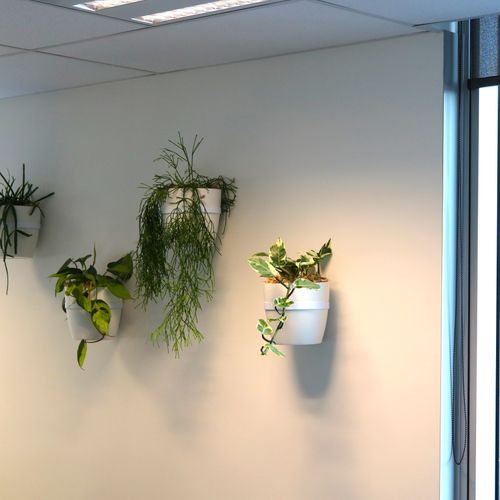 Plant Brackets | Hire Plants