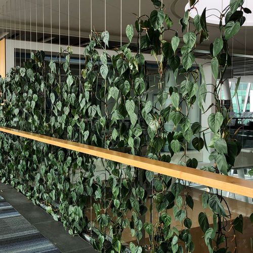 Plant Installations On Wires | Hire Plants