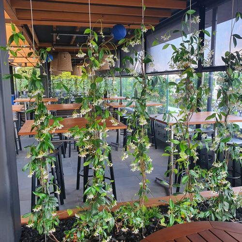 Plant Installations On Wires | Hire Plants