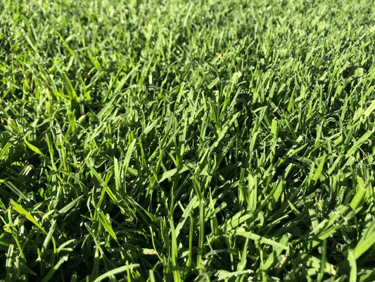 Rolawn Seasonal Kikuyu Blend Lawn