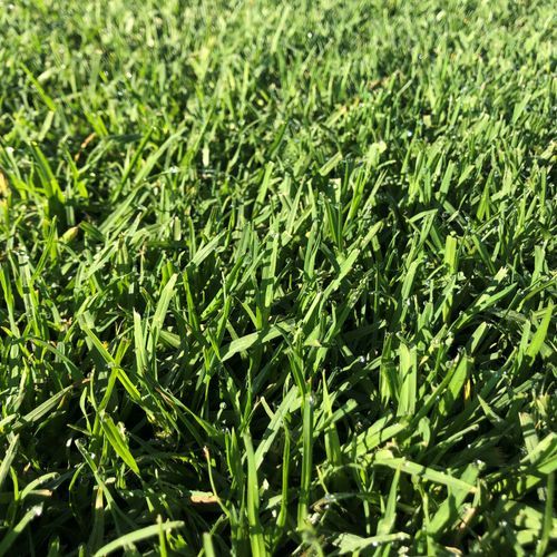 Rolawn Seasonal Kikuyu Blend Lawn