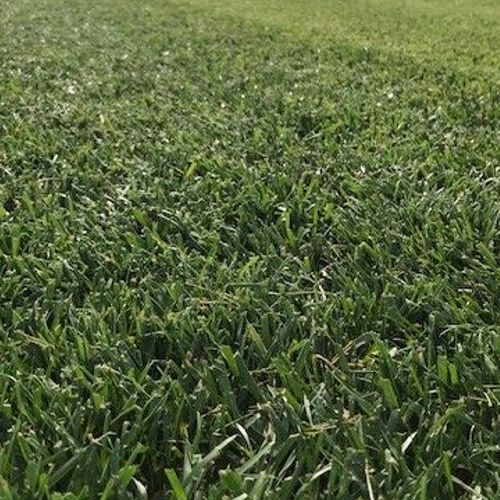 Rolawn New Season Tall Fescue Lawn 