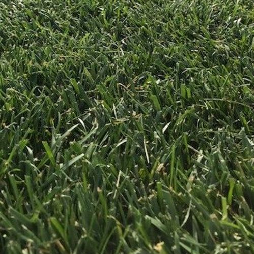 Rolawn New Season Tall Fescue Lawn 
