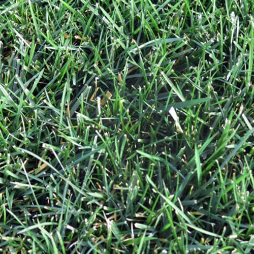Rolawn New Season Tall Fescue Lawn 