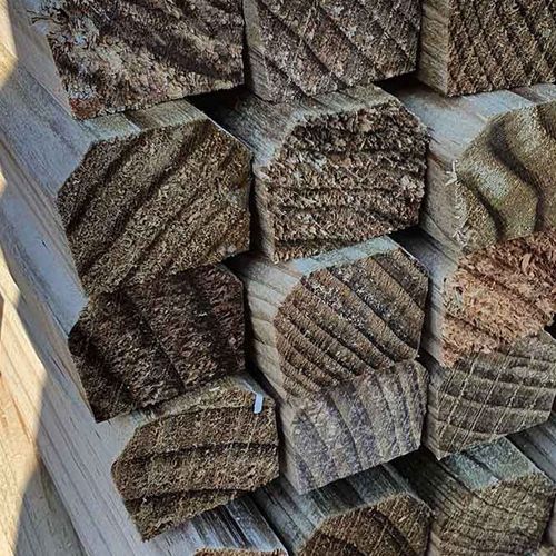 Sheep Grating Pine Timber