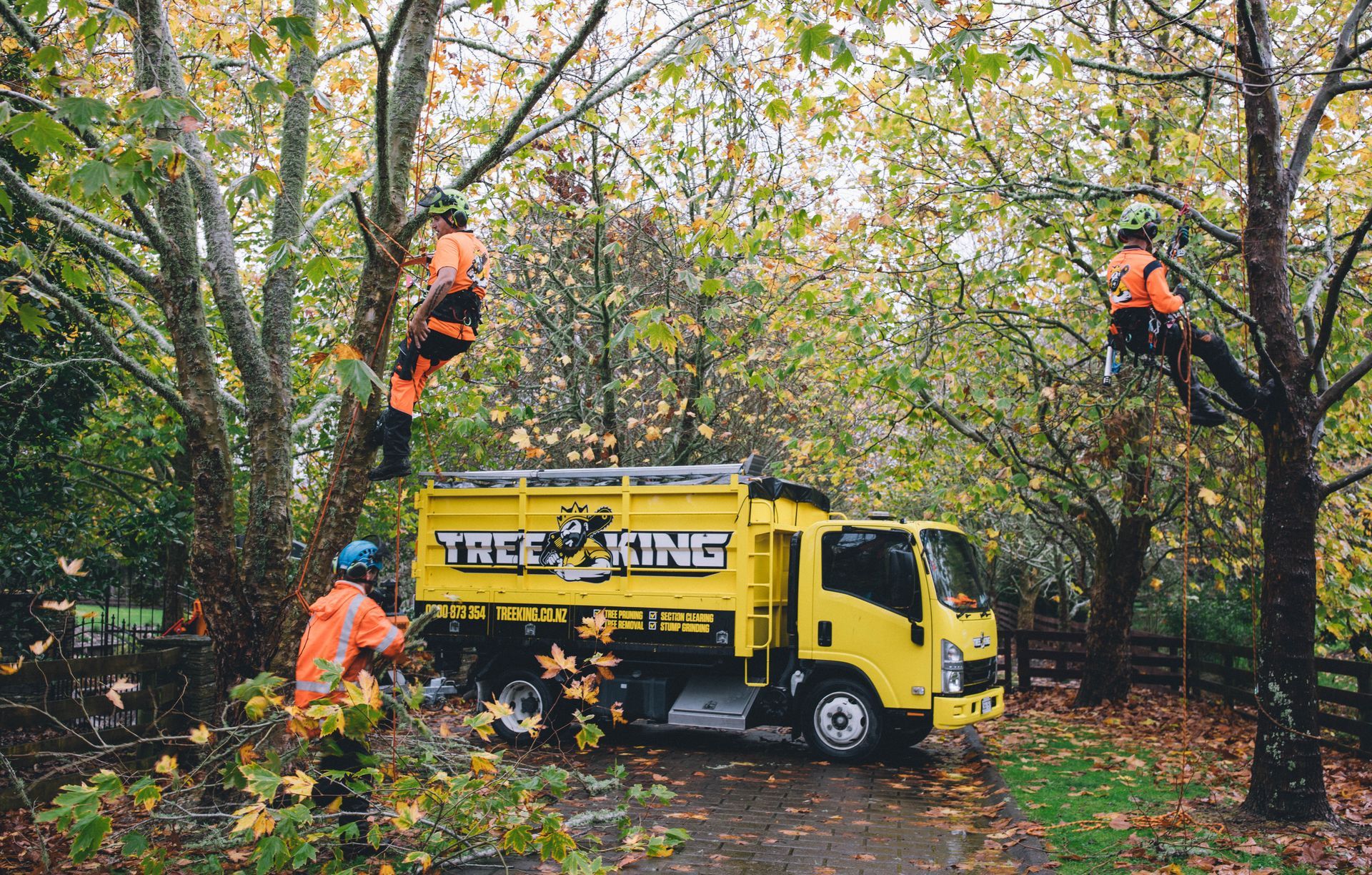 Tree King