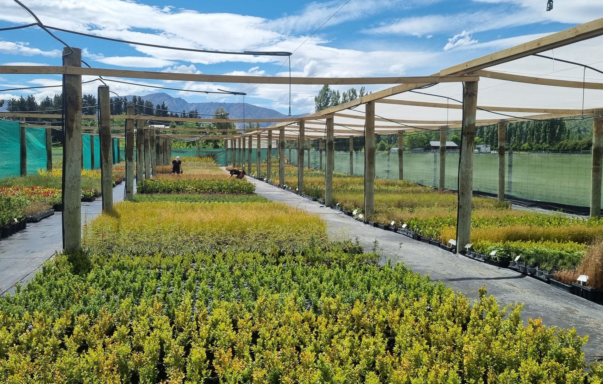 Queenstown Nursery