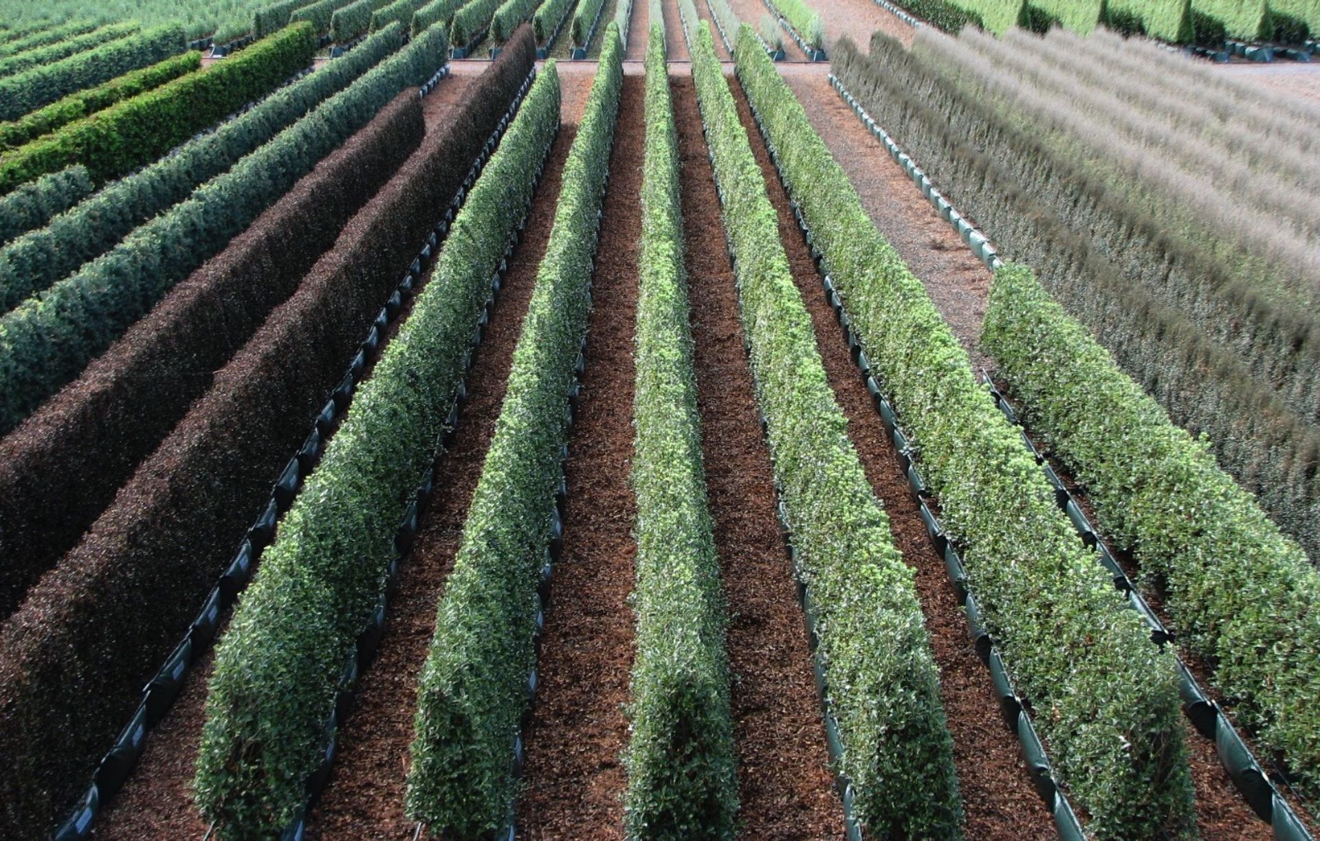 Twining Valley Nurseries