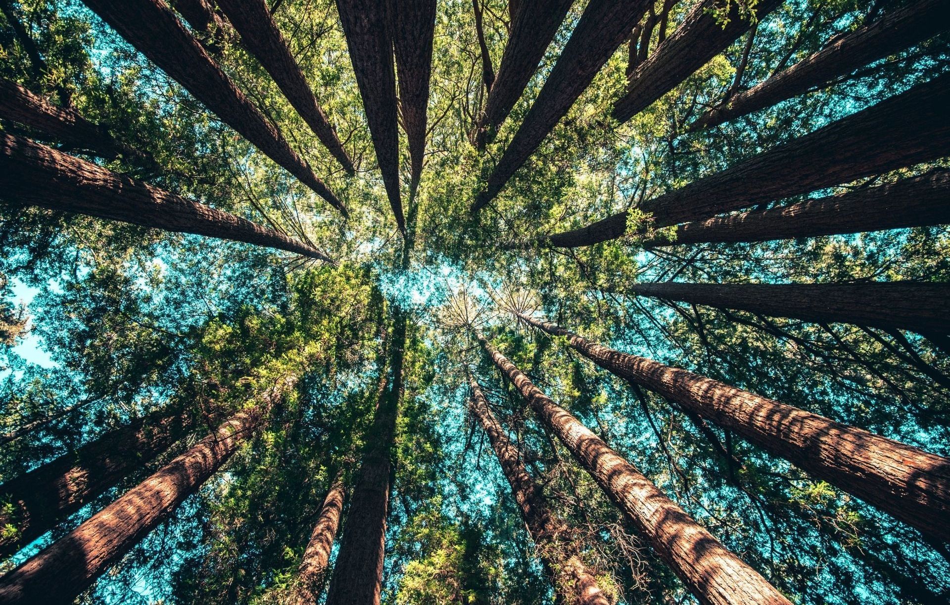 Green Wave Projects