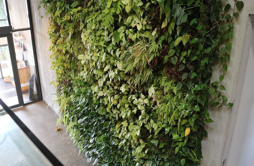 Ceres Organics - Plant Wall Maintenance At Height