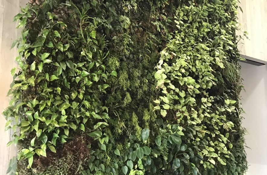 Ceres Organics - Plant Wall Maintenance At Height
