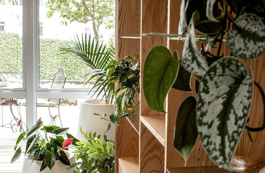 Everil Orr Indoor Plants