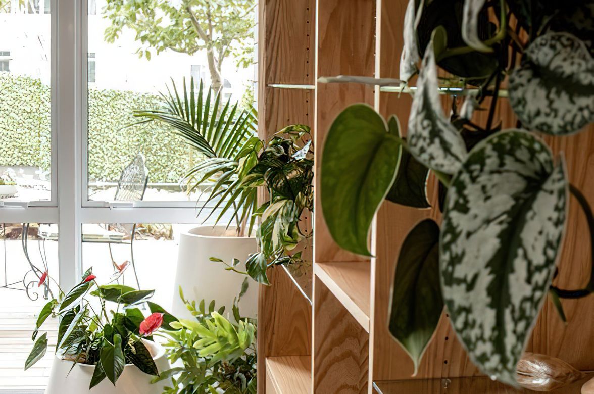 Everil Orr Indoor Plants