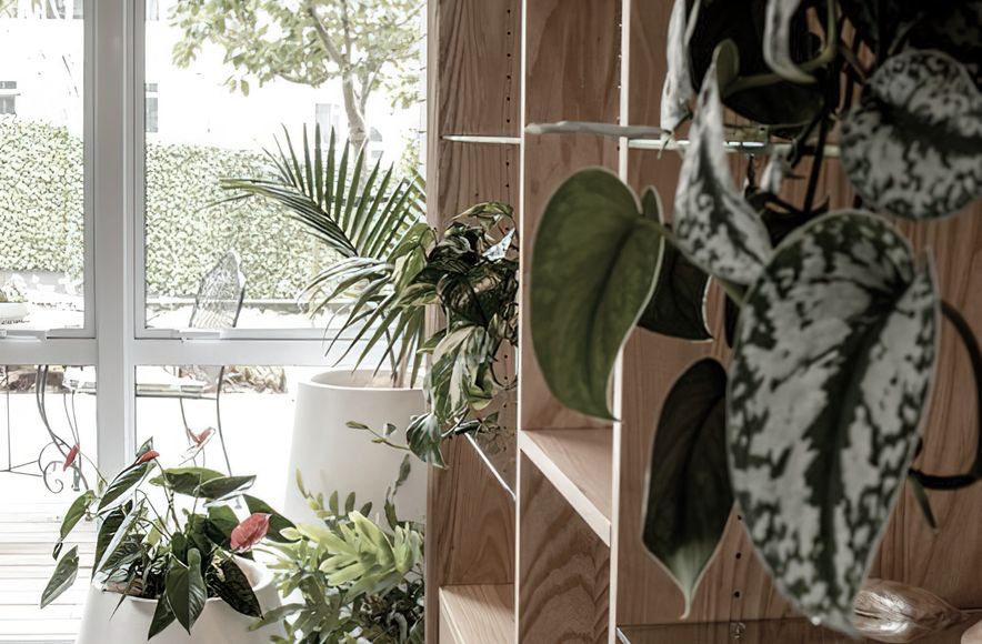 Everil Orr Indoor Plants