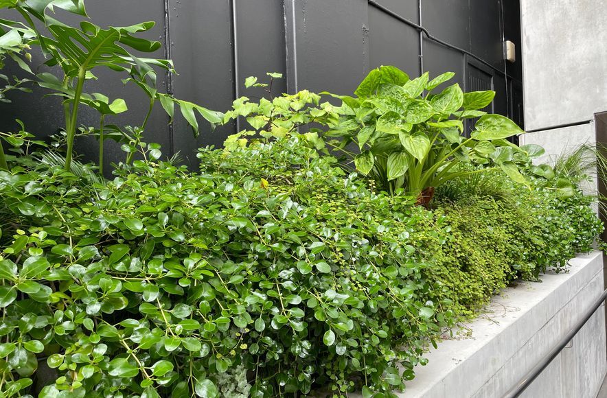 Les Mills Green Wall