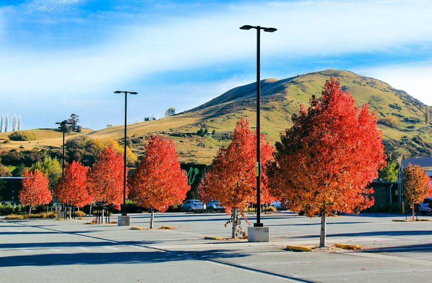 Pak'n Save Frankton