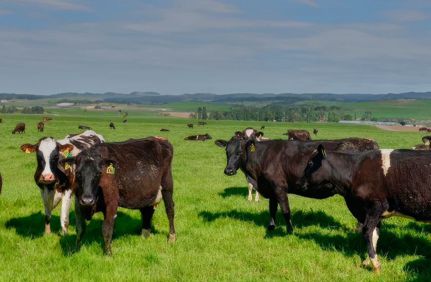 Dairy Farm, Southland New Zealand