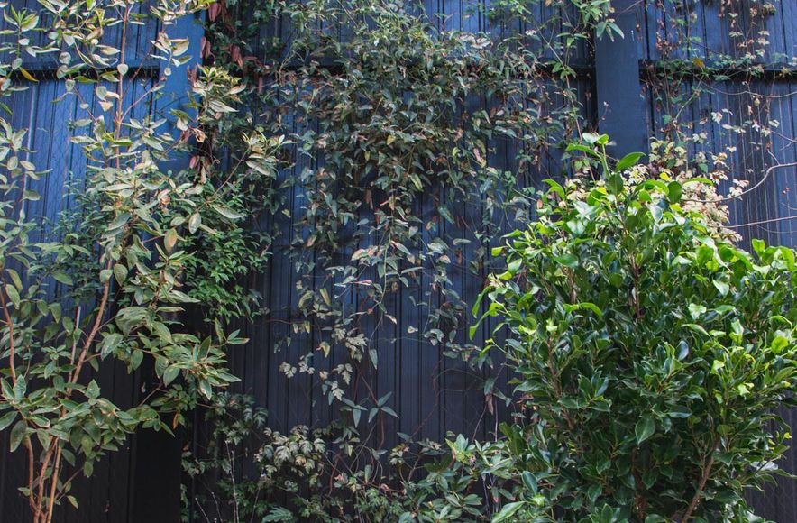 The Glasshouse tensile mesh foliage growing support