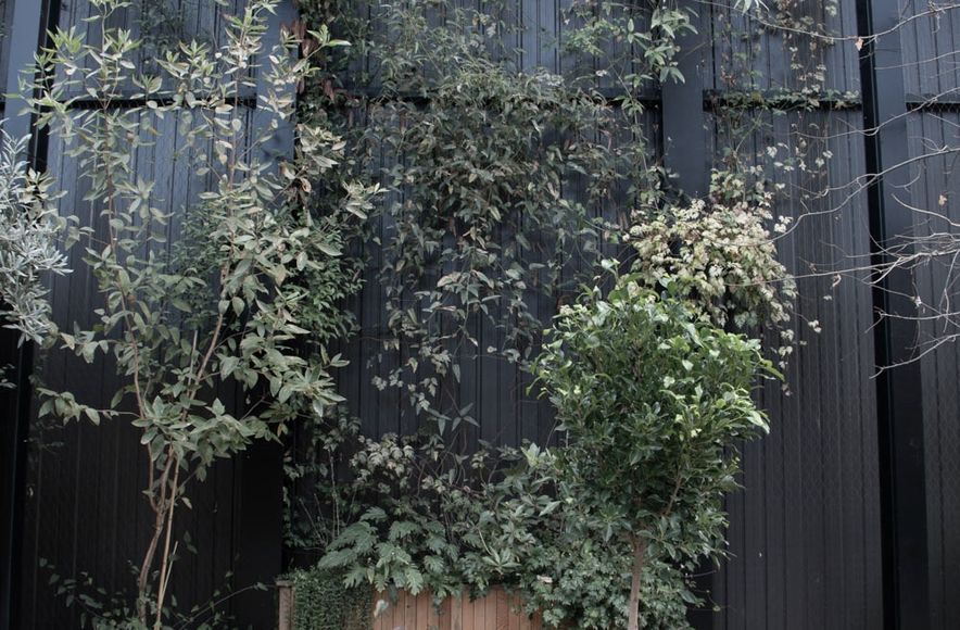 The Glasshouse tensile mesh foliage growing support