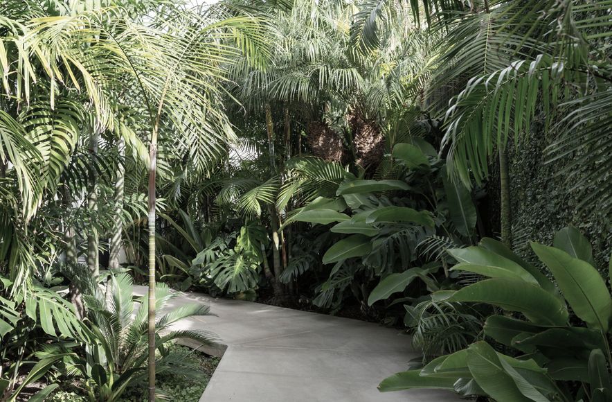 Jungle House