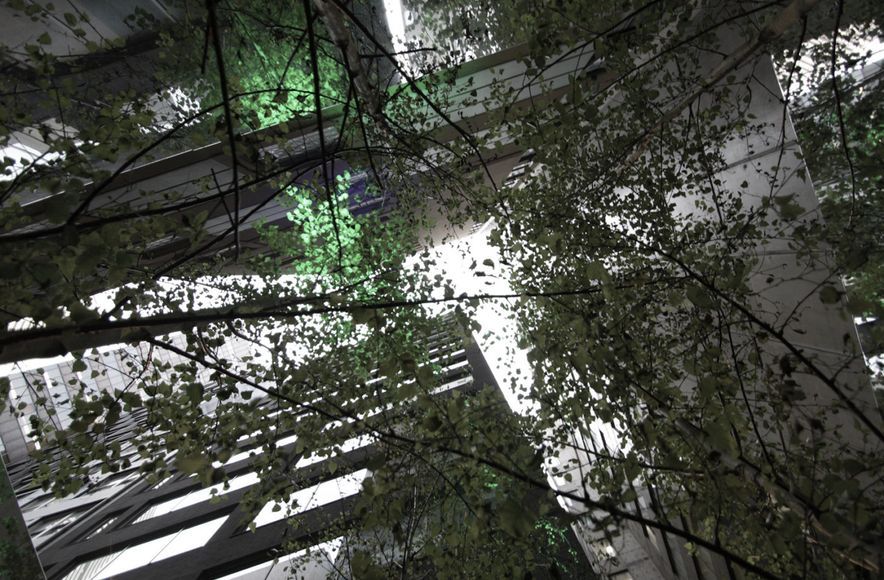 Infinity Forest