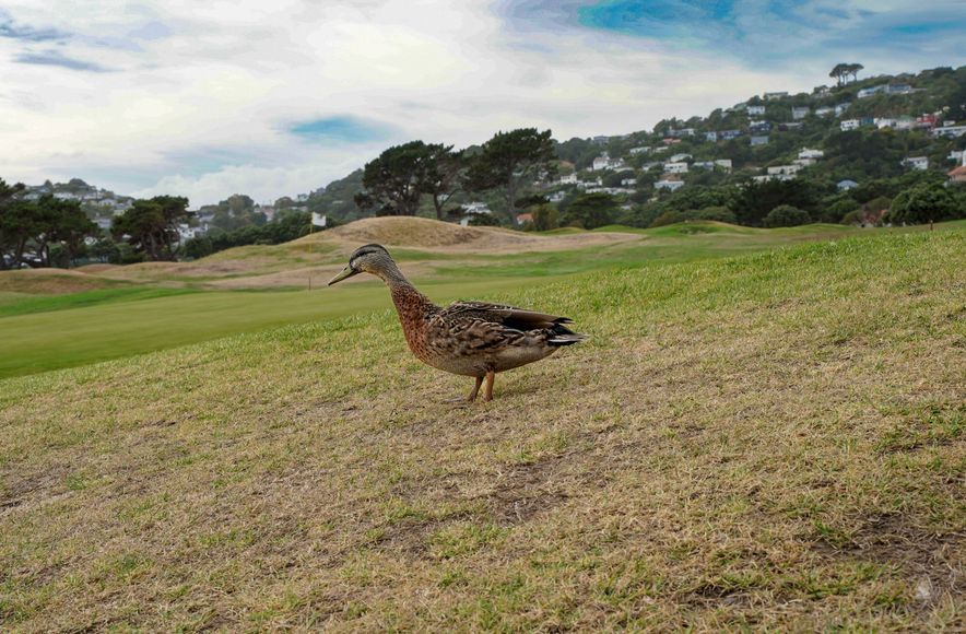 Miramar Golf Course – Course Works