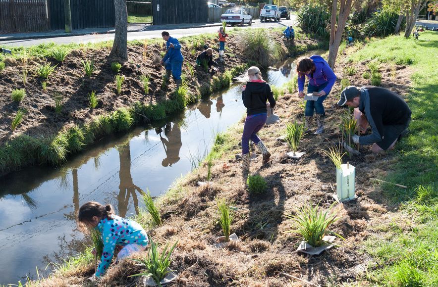 Shirley Stream revegetation