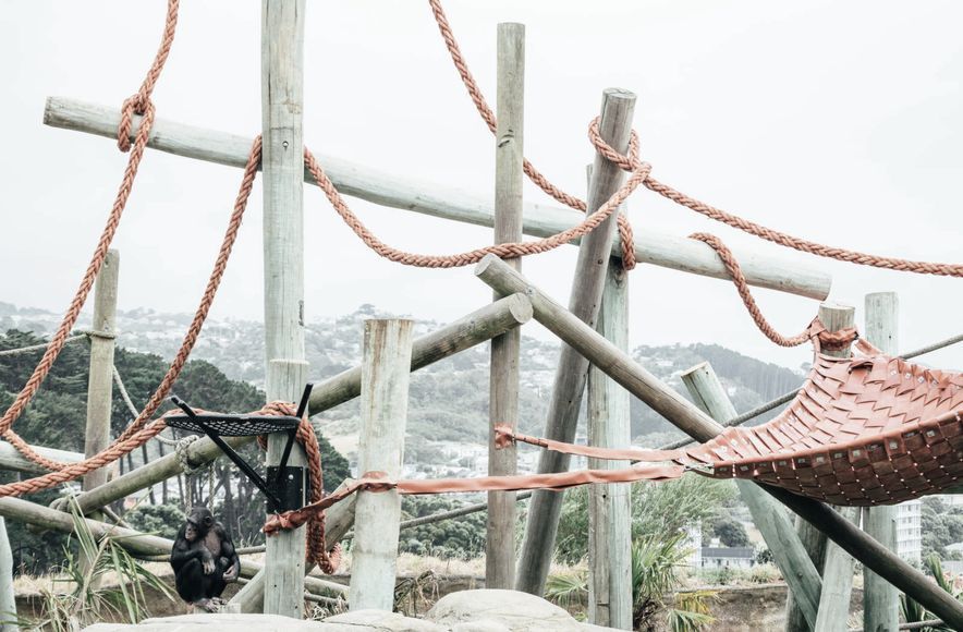 Wellington Zoo Chimps Enclosure