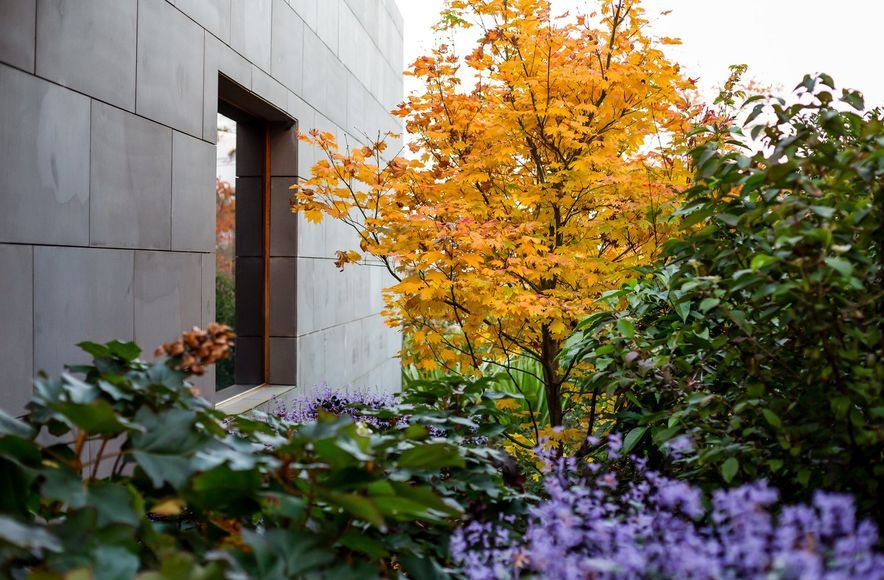 Maple Garden