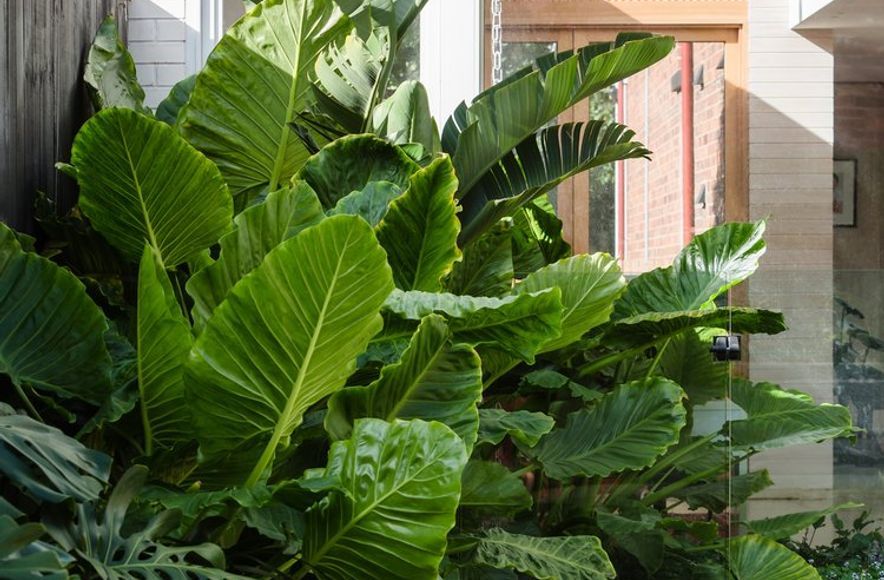 Strelitzia Garden