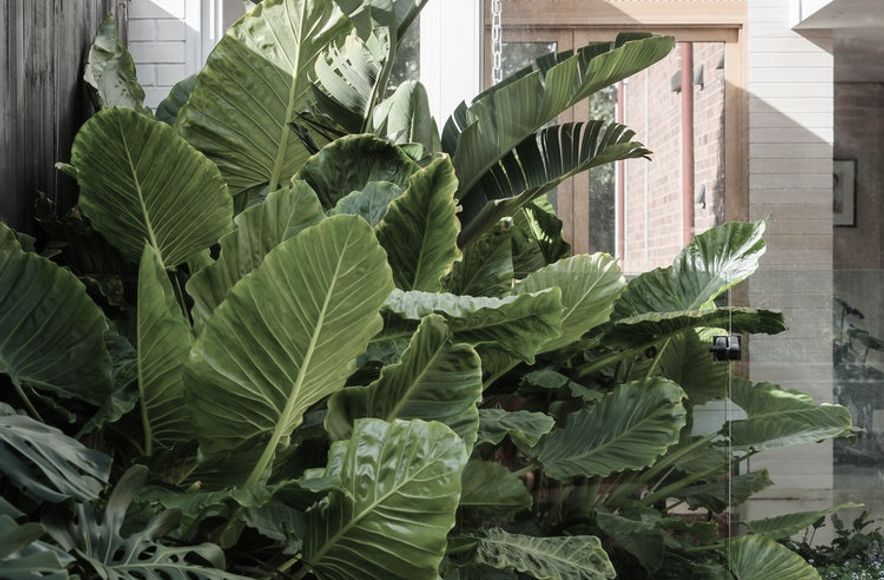 Strelitzia Garden