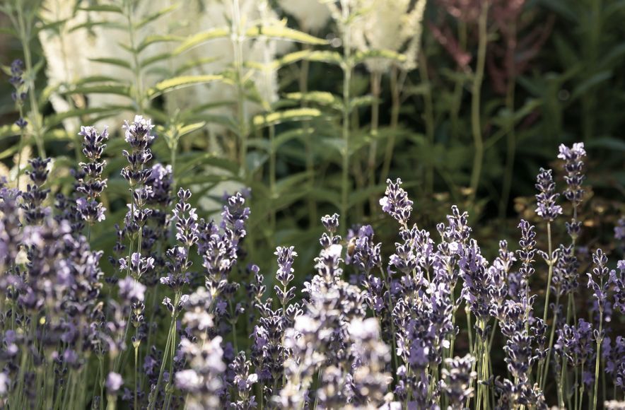 Juliette's Garden