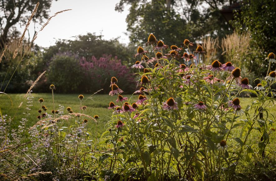 Eltham Garden
