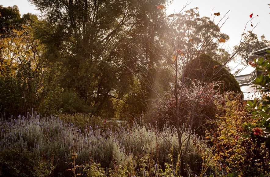The Golden Willow Estate