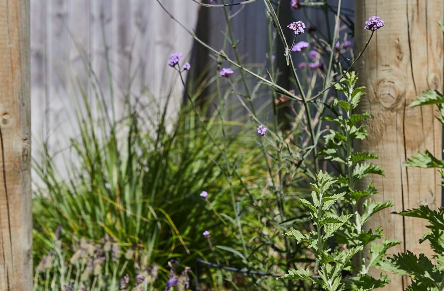 Coastal Garden