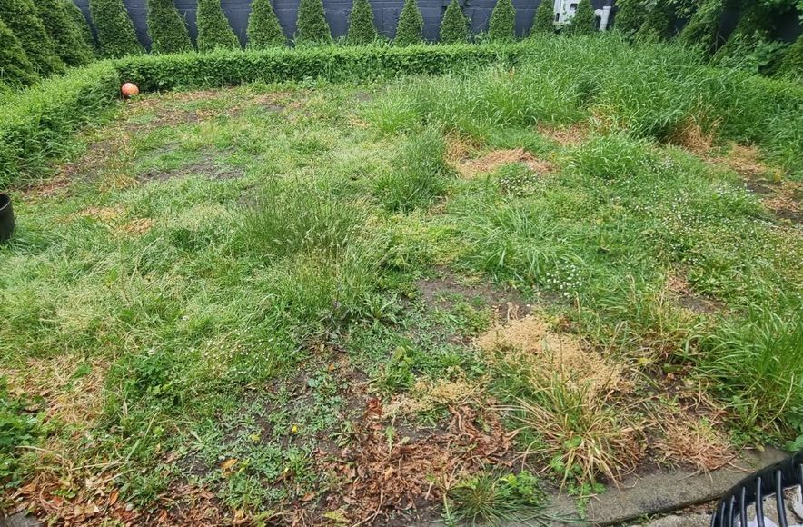 Transforming Charlotte’s Lawn – A Great Investment