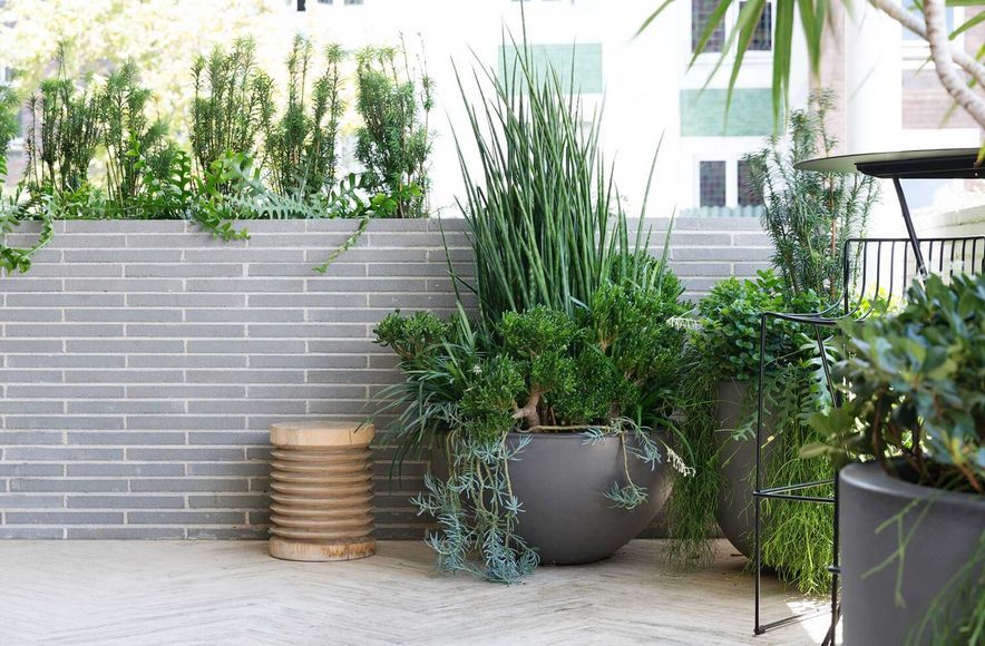 Potts Point Courtyard