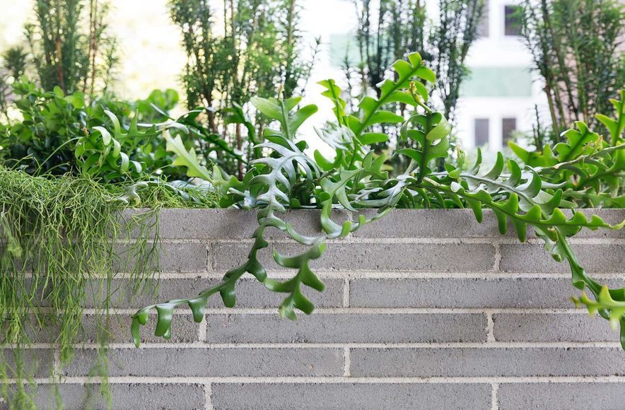 Potts Point Courtyard