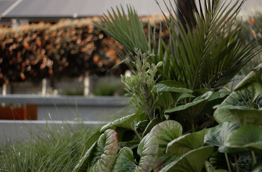 Urban Oasis