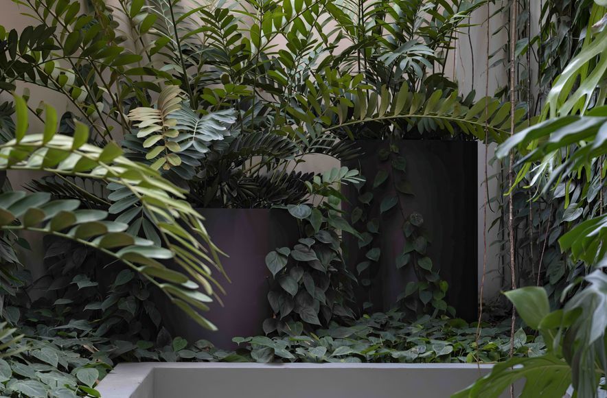 Urban Jungle