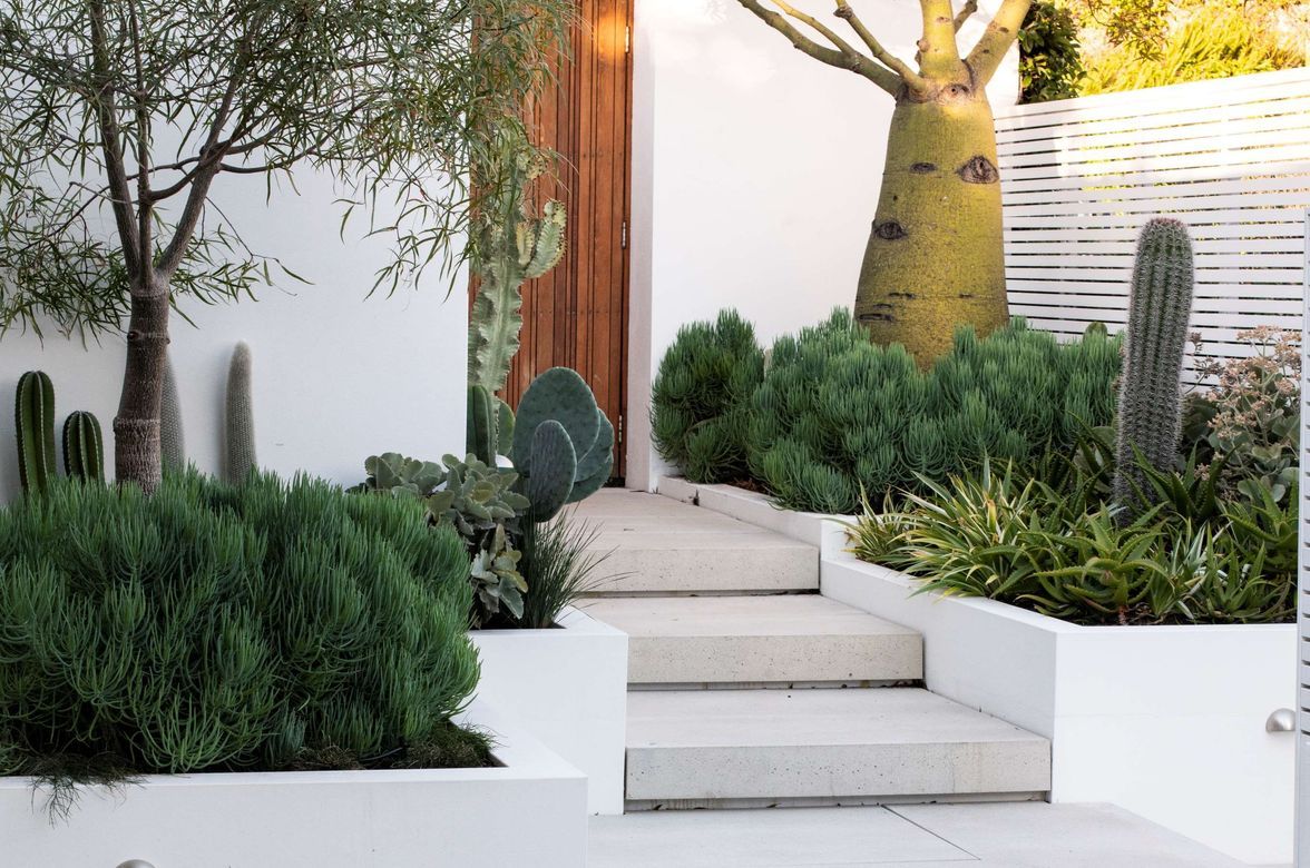 The Succulent Garden