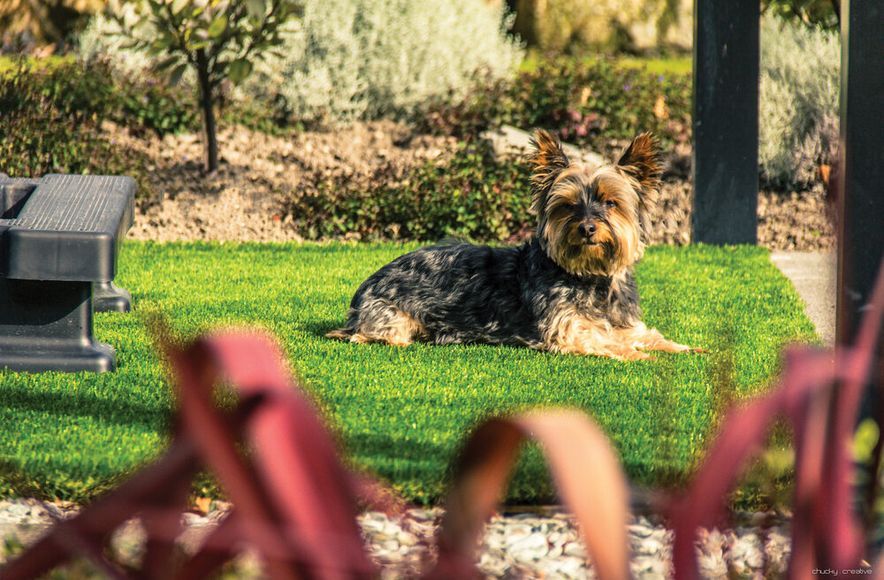 Spa Surround Artificial Lawn