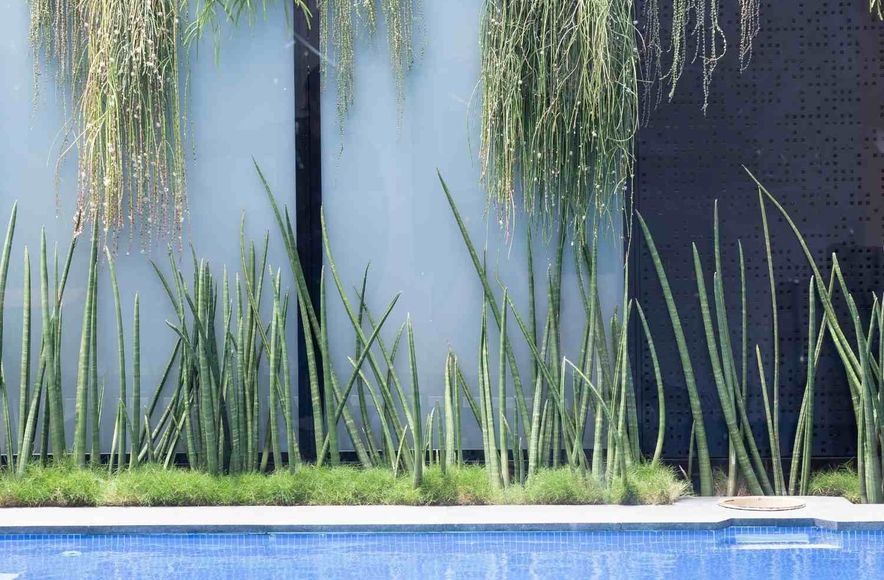 Leichhardt Poolside
