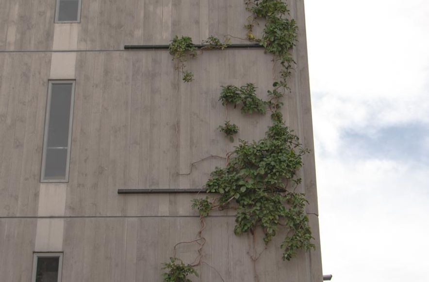 Fred Thomas Drive Carpark - Foliage growing wires