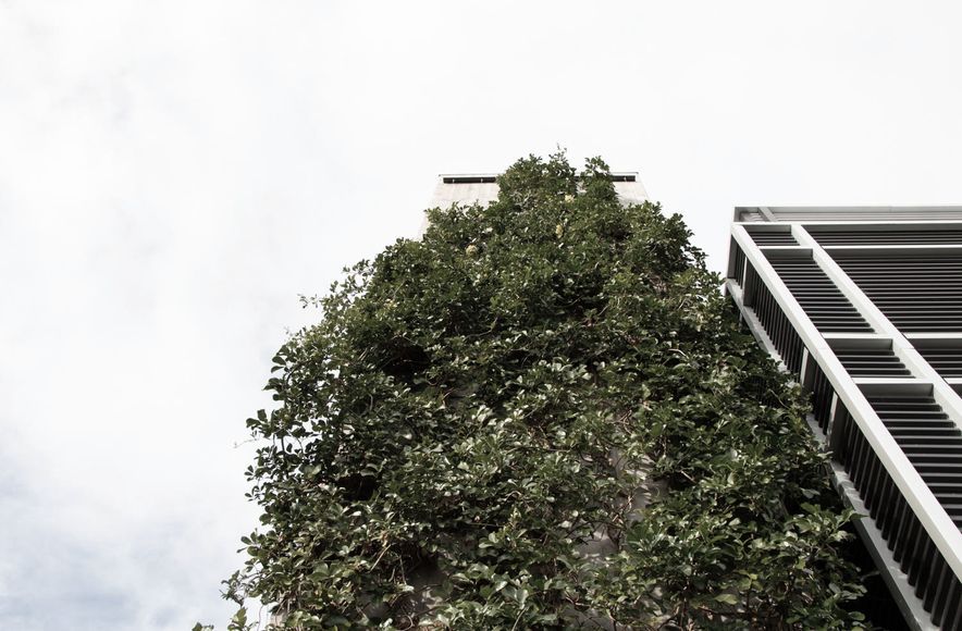 Fred Thomas Drive Carpark - Foliage growing wires