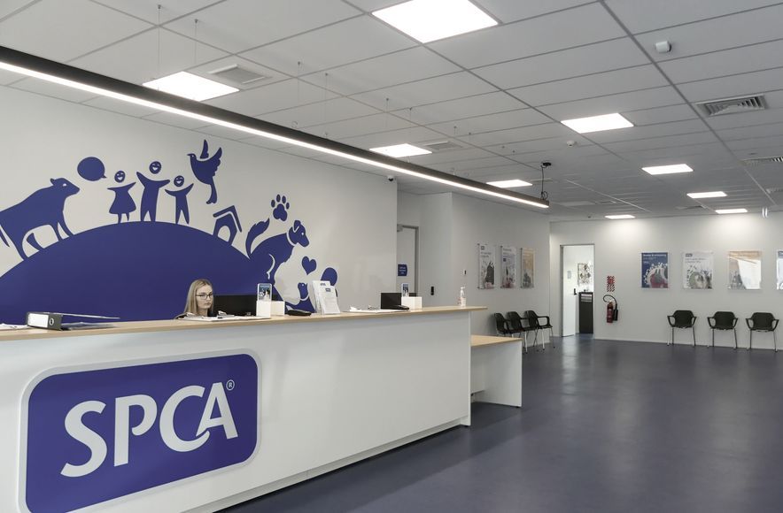SPCA & Doggy Daycare Hobsonville